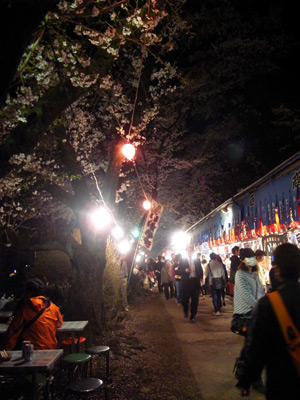 [IMAGE]夜桜其之一