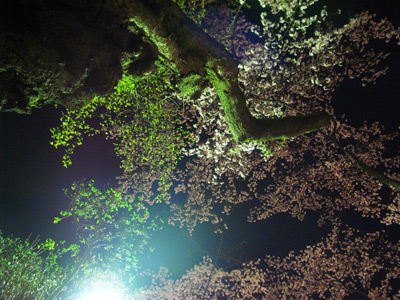 [IMAGE]夜桜其之三