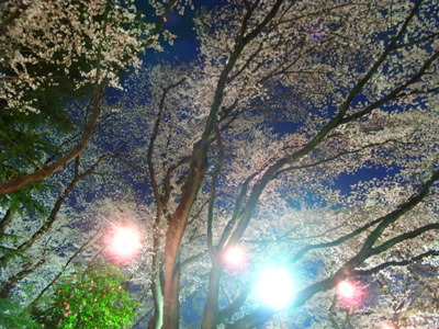 [IMAGE]白い桜の雨