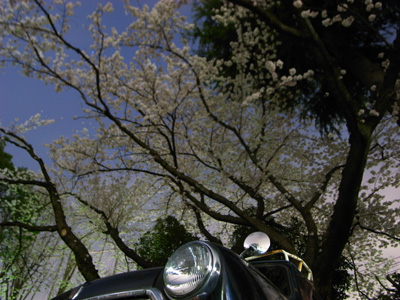 [IMAGE]桜の雨とミニ・クーパー